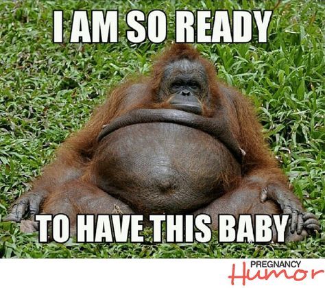 These Pregnant Animals Are Almost Ready To Pop (18 Photos and Memes) Third Trimester Memes, Pregnancy Quotes Funny, Funny Pregnancy Memes, Pregnancy Jokes, Third Trimester Pregnancy, Pregnancy Memes, Quilt Modernen, Pregnancy Quotes, Pregnancy Humor