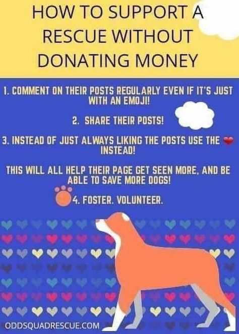 Humane Society Design, Animal Rescue Fundraising, Shelter Ideas, Vet Medicine, Cat Decor Diy, Donate Money, Scared Cat, Foster Dog, Curriculum Development