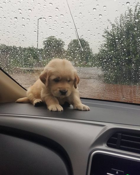 Cutest Pets, Puppy Sitting, Cutest Puppy, Golden Retriever Mix, Super Cute Puppies, Baby Animals Pictures, Cute Dog Pictures, Really Cute Dogs, Cute Little Puppies