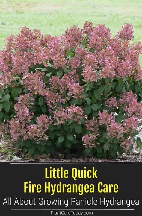 Little Quick Fire Hydrangea (Panicle Hydrangea) deciduous shrub, dwarf, upright, steady-growing, oval green leaves, terminal white flowers. [DETAILS] Panicle Hydrangea Care, Quick Fire Hydrangea Landscaping, Little Quick Fire Hydrangea, Midwest Landscaping, Quick Fire Hydrangea, Michigan Garden, Hardy Hydrangea, Pruning Hydrangeas, Rockery Garden