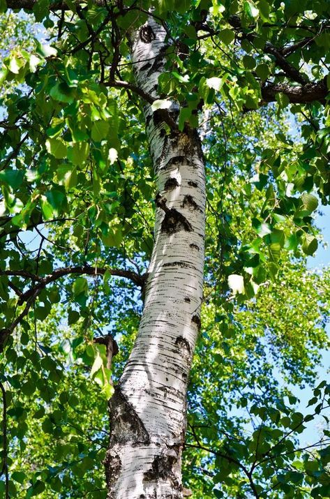 Birch trees garden