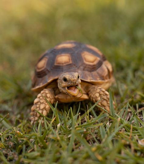 Baby Tortoise Smiling Weird Animal Facts, Turtle Wallpaper, Turtle Images, Baby Tortoise, Pet Frogs, Fun Facts About Animals, Aquatic Turtles, Pet Turtle, Box Turtle