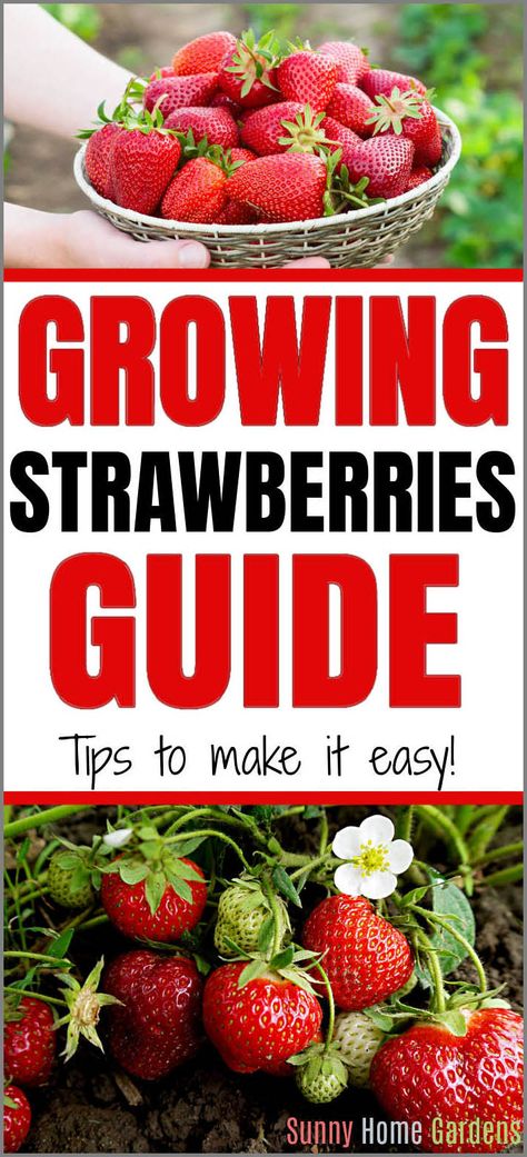 Unlock the secret to a fruitful harvest with our guide to growing strawberries. Get our best gardening tips for planting, tending, and picking this delicious fruit. When To Plant Strawberries, Strawberry Companion Plants, Growing Strawberries In Containers, How To Grow Strawberries, Strawberries In Containers, Strawberry Varieties, Grow Strawberries, Solar Mason Jars, Strawberry Seed