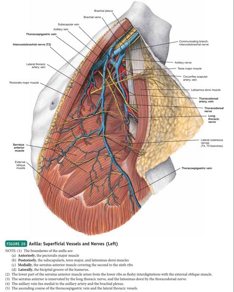 Pose Reference Anatomy, Human Anatomy Book, Animation Anatomy, Character Design Anatomy, Sketch Anatomy, Axillary Nerve, Draw Anatomy, Study Anatomy, Anatomy Coloring