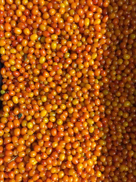 IQF sea buckthorn berries. Frozen seaberries. Berry Plants, Increased Energy, Sea Buckthorn, Plants For Sale, Plant Sale, British Columbia, Red Peppercorn, Home Remedies, Ontario