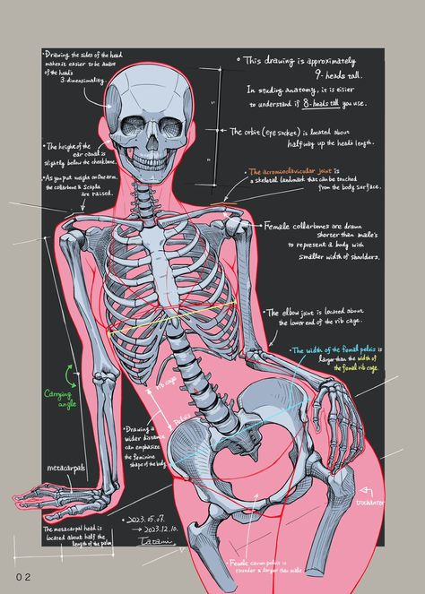 Female Skeleton, Human Skeleton Anatomy, Female Anatomy Reference, Back Drawing, Skeleton Anatomy, Systems Art, Skeleton Drawings, Concept Art Tutorial, Human Body Anatomy