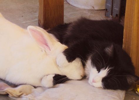 Cat And Bunny Napping Together, Baby Sleeping Bag Pattern, Animal Friendships, Sleeping Bunny, Animals Friendship, Rabbit Baby, Pet Rats, Funny Animal Memes, Animals Friends