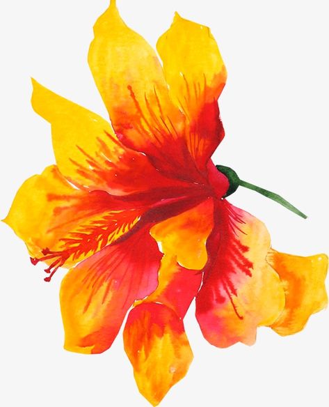 hand-painted flowers,orange flowers,drawing plant,hand-painted,flowers,orange,drawing,plant,yellow clipart,flowers clipart Orange Flowers Drawing, Yellow Flowers Drawing, Orange Flowers Painting, Painted Orange Flowers, Orange Flowers Background, Orange Drawing, Orange Roses Painting, Yellow Flowers Png, Yellow Flower Art