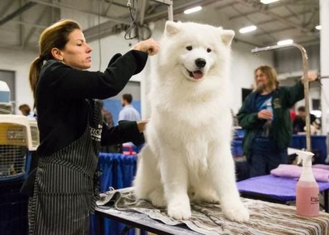 Samoyed puppy price range & cost. How much are samoyed puppies? 2024 Siberian Samoyed, What Cats Can Eat, Samoyed Puppy, Samoyed Dogs, Cute Dog Pictures, White Dogs, Happy Dogs, Dog Grooming, Dog Pictures