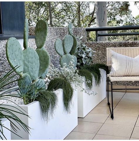 Pool Landscaping White Rocks, Cactus Zen Garden, Coastal Cactus Garden, Cactus Garden White Pebbles, White Stones In Plant Pots, Arid Garden, Palm Springs Garden, Luxury Pools Backyard, Desert Backyard