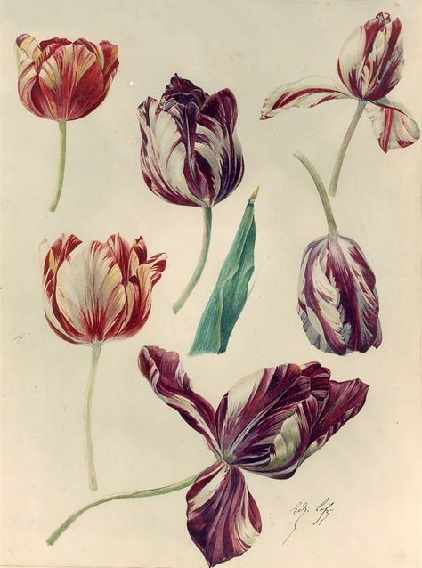 Tulip Graphic, Tulip Drawing, Tulips Art, Artistic Pictures, Decoupage Art, Vintage Botanical Prints, Botanical Painting, Botanical Drawings, Flower Art Painting