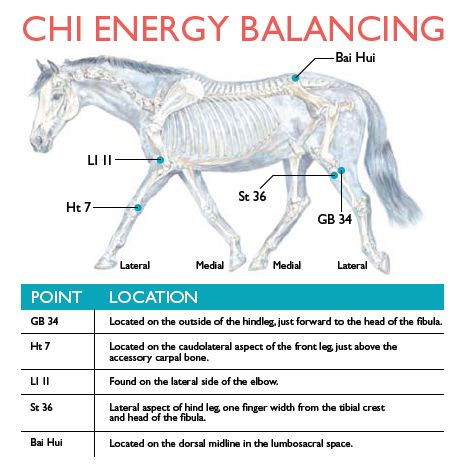 Equine Massage Therapy, Equine Acupressure, Horse Massage, Equine Massage, Equine Care, Animal Reiki, Horse Magazine, Vet Medicine, Horse Exercises