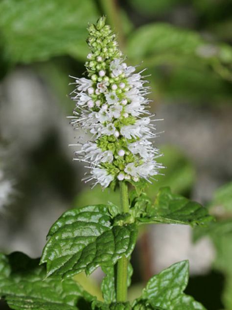 Mentha spicata – Spearmint → Plant profile and more photos at: http://worldoffloweringplants.com/mentha-spicata-spearmint/ Mentha Spicata, Mint Seeds, Mint Flowers, Mint Plants, Purple Plants, Minty Fresh, Mint Tea, Plant Spacing, Herb Seeds