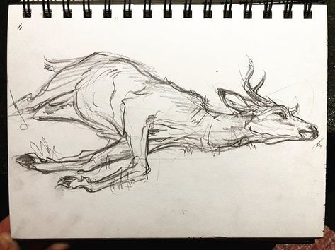 I wish I could say I saw this roadkill and stopped my car in the middle of a trip to draw it, but that would be a lie. I Googled “deer… Roadkill Animals Art, Deer Bones Drawing, Deer Front View Drawing, Stag Drawing Sketches, Deer Lying Down, Deer Skeleton Drawing, Roadkill Drawing, Dead Deer Drawing, Roadkill Tattoo