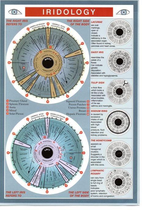 Iridology Chart, Health Chart, Wall Decor Vintage, Shiatsu Massage, Health Heal, Alternative Healing, Naturopathy, For Eyes, Alternative Health