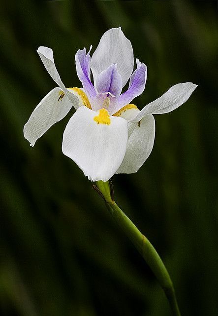 African Iris, Fairchild Tropical Botanic Garden, Macro Photography Flowers, Wild Iris, White Iris, Domain Hosting, Rare Flowers, Garden Borders, Nature Garden