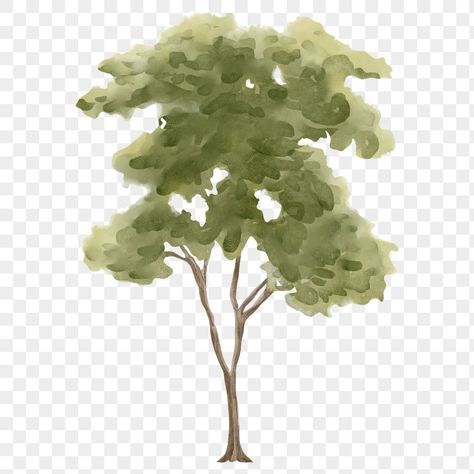 Watercolor Tree Png, Tree Transparent Background, Architecture Visualization Photoshop, Photoshop Tree, Tree Render, Spring Collage, Tree Architecture, Trees Clipart, Landscape Architecture Graphics