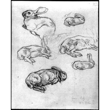 Rabbit Lying Down Drawing, Bunny Lying Down, Bunny Laying Down Drawing, Rabbit Lying Down, Rabbit Laying Down, Pencil Studies, Beatrix Potter Illustrations, Rabbit Drawing, Rabbit Tattoos