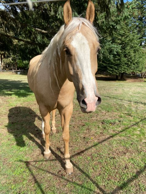 Palomino Horse Aesthetic, Horses Palomino, Dark Palomino Horse, Palomino Western Horse, Palomino Horse With Blue Eyes, Palomino Horses, Palomino Arabian, Palomino Warmblood, Horse Riding Aesthetic