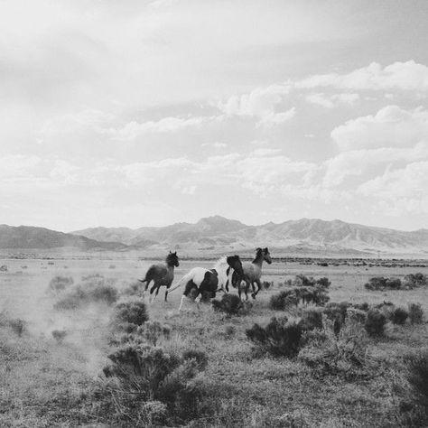 Straight from our Stars and Stripes Moodboard Black And White Cowboy Aesthetic, Cowboy Desktop Wallpaper, Black And White Western Aesthetic, Western Icons Aesthetic, Arias Bedroom, Farm Fits, Ranch Wallpaper, Black And White Country, Horse Photoshoot Ideas