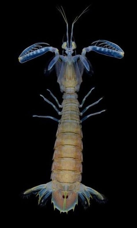 Squillid Mantis Shrimp (Harpiosquilla harpax), Singapore Pokemon Challenge, Mantis Shrimp, Animal Learning, Arthropods, Sea Creatures, Animal Art, Nature Photography, Animals