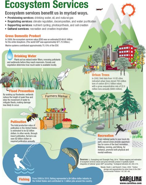 Item 7 Infographic: Ecosystem Services Pollution Drawing, Ecosystem Services, Science Infographics, Ap Environmental Science, Human Environment, Chart Infographic, Info Board, Teaching Biology, Environmental Education