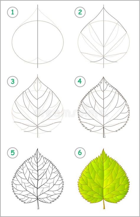 Observational Drawings, Linden Leaf, Crochet Filet, Flower Drawing Tutorials, Flower Art Drawing, Leaf Drawing, Floral Drawing, Draw Art, Plant Drawing