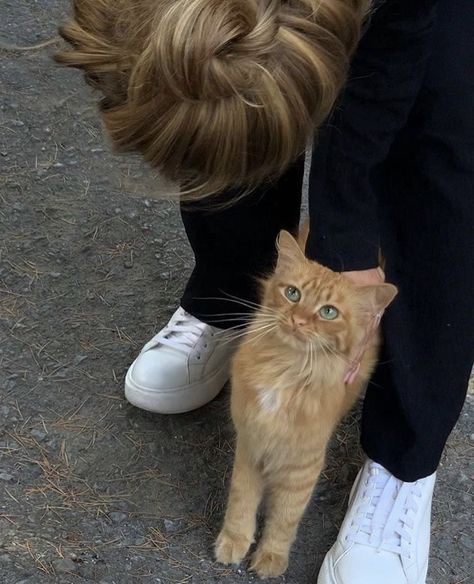 Orange Cat, See More, Orange, Hair