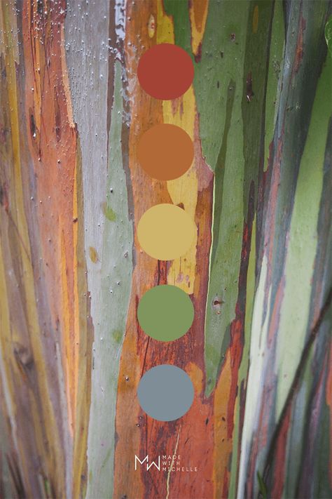 Earthy Rainbow Color Palettes, Eucalyptus Colour Palette, Eucalyptus Palette, Outdoors Color Palette, Palletes Colors, Eucalyptus Color Palette, Muted Rainbow Color Palette, Rainbow Color Palette, Rustic Color Palettes