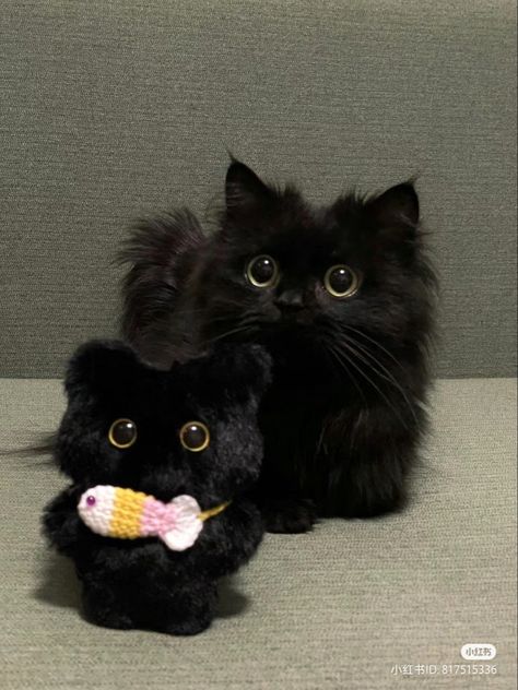 Fluffy Black Cat, Black Kittens, Silly Kitties, Cats Photos, Cute Small Animals, Silly Cats Pictures, Cute Cats Photos, Cute Black Cats, Pretty Animals