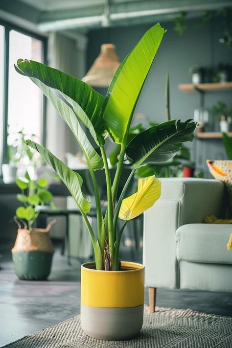 How To Bring A Banana Tree Back To Life: Reviving Tropicals Banyan Leaf, Banana Plant, Banana Plants, Bohemian Coastal, Inside Plants, Banana Tree, Tree Care, A Banana, Online Interior Design