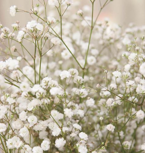 Gipsofile paniculata Growing Gypsophila, Thumb Exercises, Gardening Website, Gypsophila Elegans, Seeds Growing, Yard Flowers, Planting Tips, English Gardens, Plant Propagation