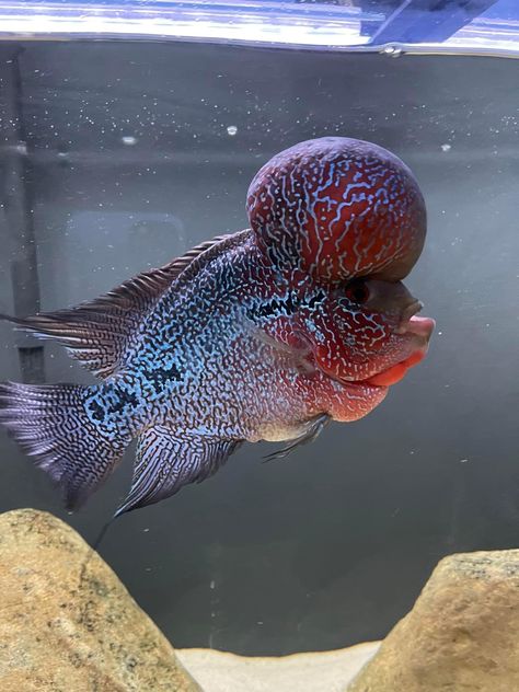 Flowerhorn Kamfa Flower Horn Fish, Flowerhorn Fish, Cold Water Fish, Aquarium Live Wallpaper, Cichlid Fish, Indian Flag Wallpaper, Fish Keeping, Aquatic Creatures, African Cichlids