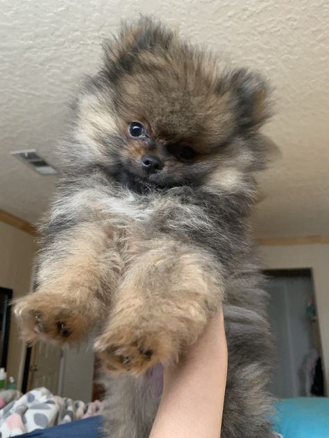 Pomeranian Colors, Miniature Pomeranian, Mini Pomeranian, Toy Pomeranian, Small Dog Tattoos, Pomeranian Husky, Teacup Pomeranian, Dog Mommy, Mini Dog