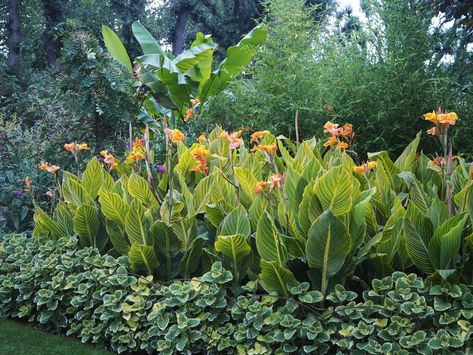 Canna Companion Plant, Layered Tropical Landscaping, Canna Lily Landscaping Front Yard, Canna Lilly Landscape, Cana Lily Landscaping, Cana Lilly Landscape, Canna Lily Landscaping Ideas, Canna Lily Landscaping, Clean Landscaping