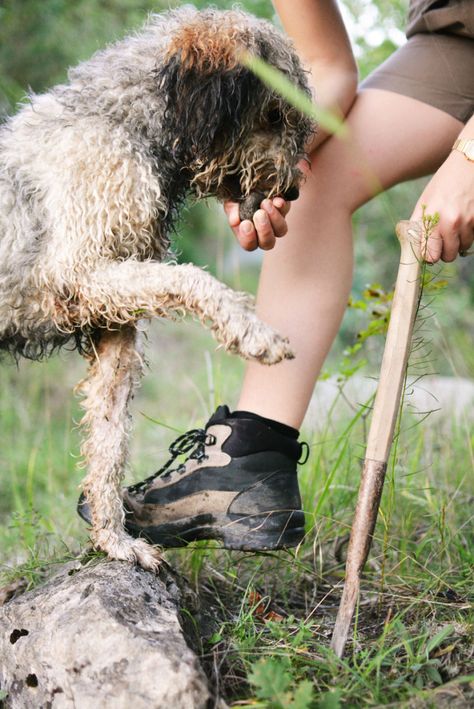 TRUFFLE HUNTING | PRODAN TARTUFI Truffle Hunting, White Truffle, Black Truffle, Family Tradition, Family Traditions, Truffles, Croatia, Olive Oil, Hunting