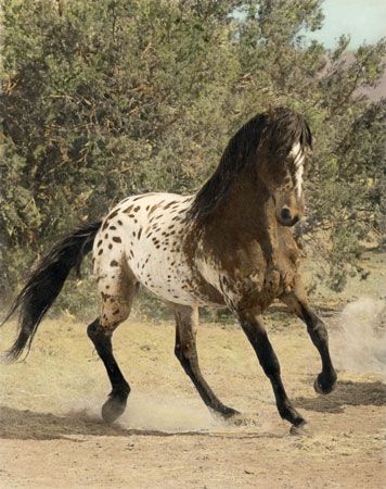 Beautiful Appaloosa Mustang Island Horse, Horse Running, Walking Horse, Appaloosa Horse, American Paint, Appaloosa Horses, Most Beautiful Animals, Majestic Horse, I Love Horses