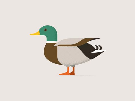 Mallard Duck by Yuka Highbridge Duck Drawing Simple, Korea Illustration, Duck Illustration, Duck Drawing, Cute Ducklings, Bird Illustrations, Duck Art, Duck Duck, Mallard Duck