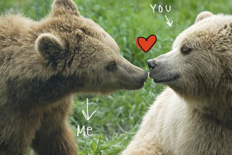 Bears Hugging, Bears In Love, Grizzly Bears, Bear Pride, Brown Bears, May 4th, Digital Museum, Bear Party, Silly Dogs