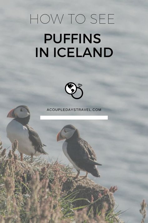 photo: puffins on cliff Places In Iceland, Best Places In The World, European Itineraries, Travel Iceland, Travel Through Europe, Places In The World, Future Travel, European Travel, Us Travel