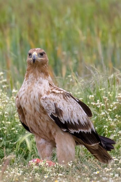 Aquila adalberti, Spanish Imperial Eagle. Rare eagle breeding only in Spain and Portugal, with some immatures dispersing into North Africa. Mostly found in remote forested landscapes, especially those with a high density of rabbits. which comprised about 58% of this species' diet before myxomatosis and rabbit haemorrhagic disease greatly reduced the rabbit's native Iberian population. This caused them to feed on other vertebrates such as water birds especially Eurasian coots, ducks and geese. Ducks And Geese, Imperial Eagle, Water Birds, Common Birds, Eagle Bird, Spain And Portugal, Birds Of Prey, North Africa, Rabbits