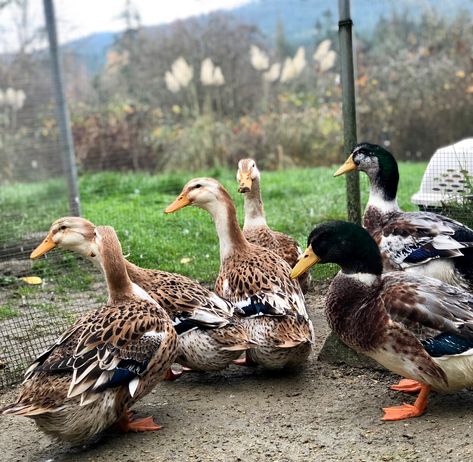 The Silver Appleyard Duck - American Poultry Association Duck Breeds, Months In A Year, The Basics, Ducks, Some Fun, To Learn, Fun Facts, Take A, Pure Products