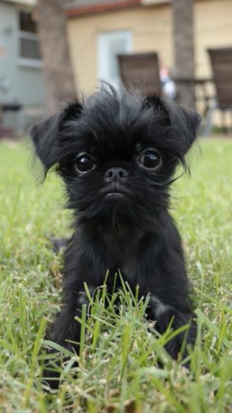 Griffin Dog, Brussels Griffin, Affenpinscher Puppy, Brussels Griffon Puppies, Brussels Griffons, Affenpinscher Dog, Cute Fluffy Puppies, Griffon Bruxellois, Dog Types