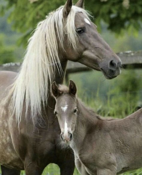 Rocky Mountain Horse, Mare And Foal, Mountain Horse, Gorgeous Horses, Horse Boarding, Most Beautiful Horses, Baby Horses, Majestic Horse, Horses And Dogs