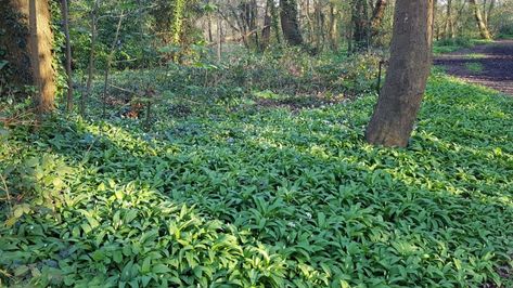 Spring Foraging Guide to Edible Wild Plants in the UK - Page Traveller Spring Foraging, Foraging Guide, Edible Weeds, Poisonous Mushrooms, Foraging Recipes, Edible Wild Plants, Foraged Food, Wild Garlic, Sweet Violets