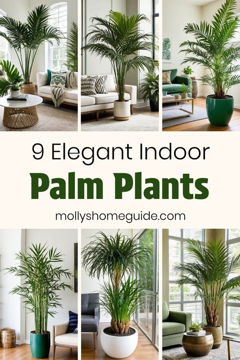 Indoor Palm Plants Living Rooms, Palm Tree Care Indoor, Areca Palm Indoor, Indoor Palm Plants, Palm Plant Care, Palm Tree Care, Indoor Palm, Palm Plants, Majesty Palm