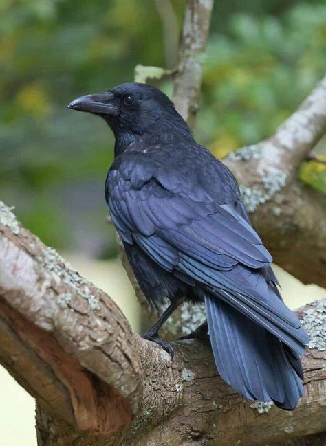 Aesthetic Crow, Crow Aesthetic, Crow Drawing, Raven Photography, Crow Photography, Raven Perched, Raven Images, Raven Pictures, Crow Pictures