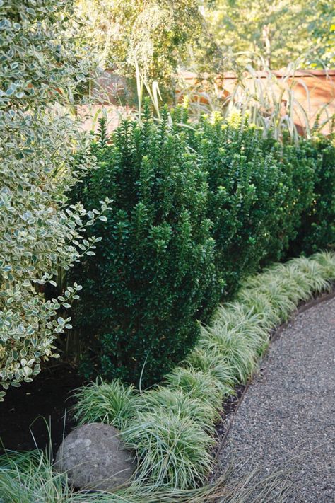 Interesting Broadleaf Evergreens for the Midwest - FineGardening Hedges Landscaping, Evergreen Landscape, Fine Gardening Magazine, Low Maintenance Shrubs, Evergreen Hedge, Broadleaf Evergreen, Evergreen Garden, Foundation Planting, Fine Gardening