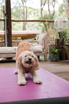 Yoga With Dog, Chill Dog, Yoga Content, Dog Doing Yoga, Puppy Yoga, Dog Massage, Holistic Spa, Yoga Dog, Relaxed Dog