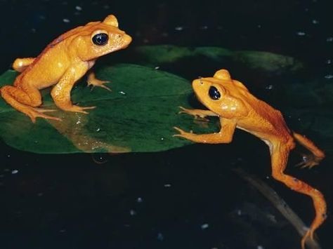 Golden Toads (Bufo periglenes) Cloud forest of Costa Rica, Extinct Golden Toad, Amazing Frog, Green Tree Frog, Monteverde, Extinct Animals, Frog And Toad, Tree Frogs, Reptiles And Amphibians, Cute Frogs